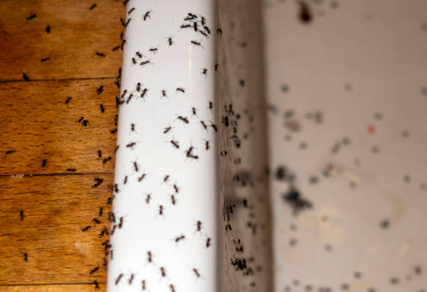 Best Pest Control Near Me in Lauderdale Lakes, WI